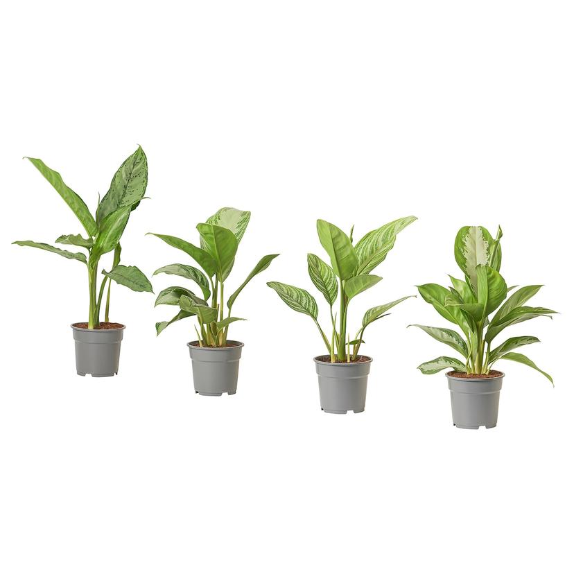 AGLAONEMA — Комнатное растение , 17 см