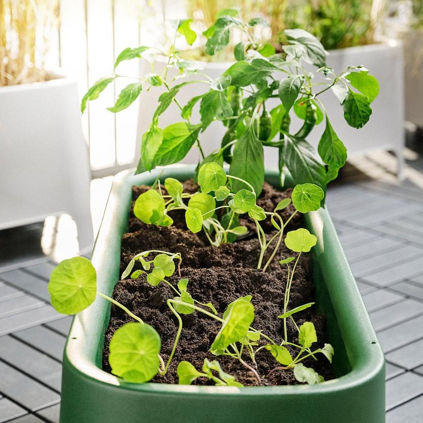 ASPAREN — Цветочный горшок, зелёный снаружи