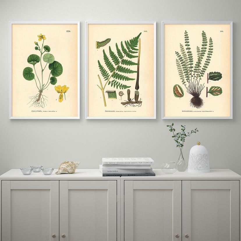 BILD — Плакат, цветок и папоротник