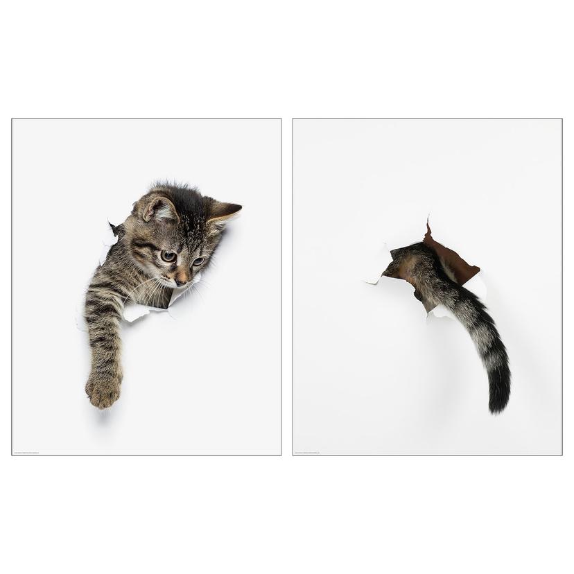 BILD — Плакат, появление кошки