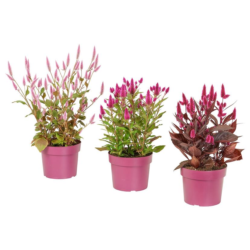 CELOSIA — растение в горшке, Целозия, 19 см
