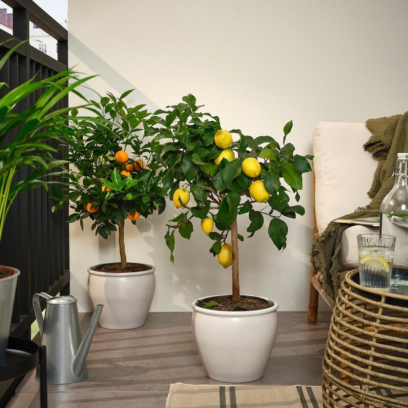 CITRUS — растение в горшке, различные растения, 19 см
