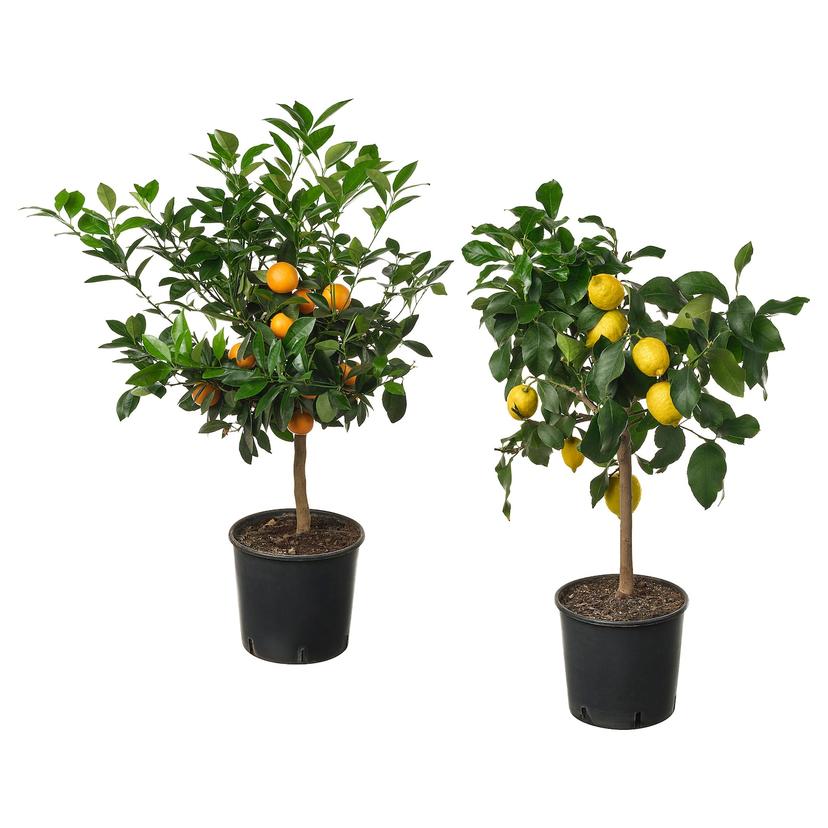 CITRUS — растение в горшке, различные растения, 19 см