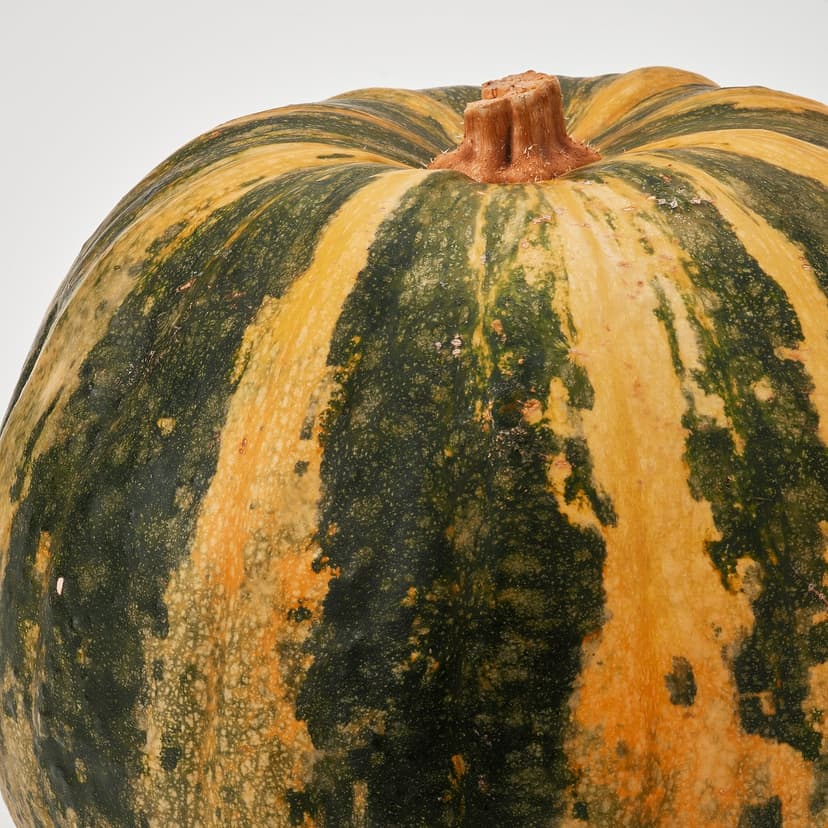 CUCURBITA — Dynia ozdobna, 