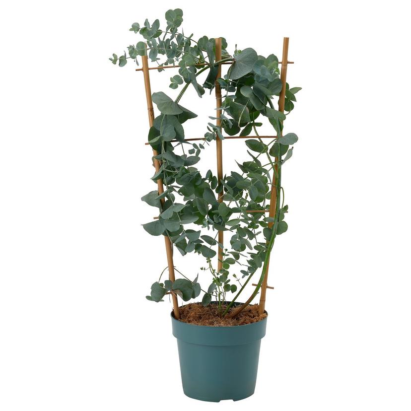 EUCALYPTUS — Roślina doniczkowa, 17 см