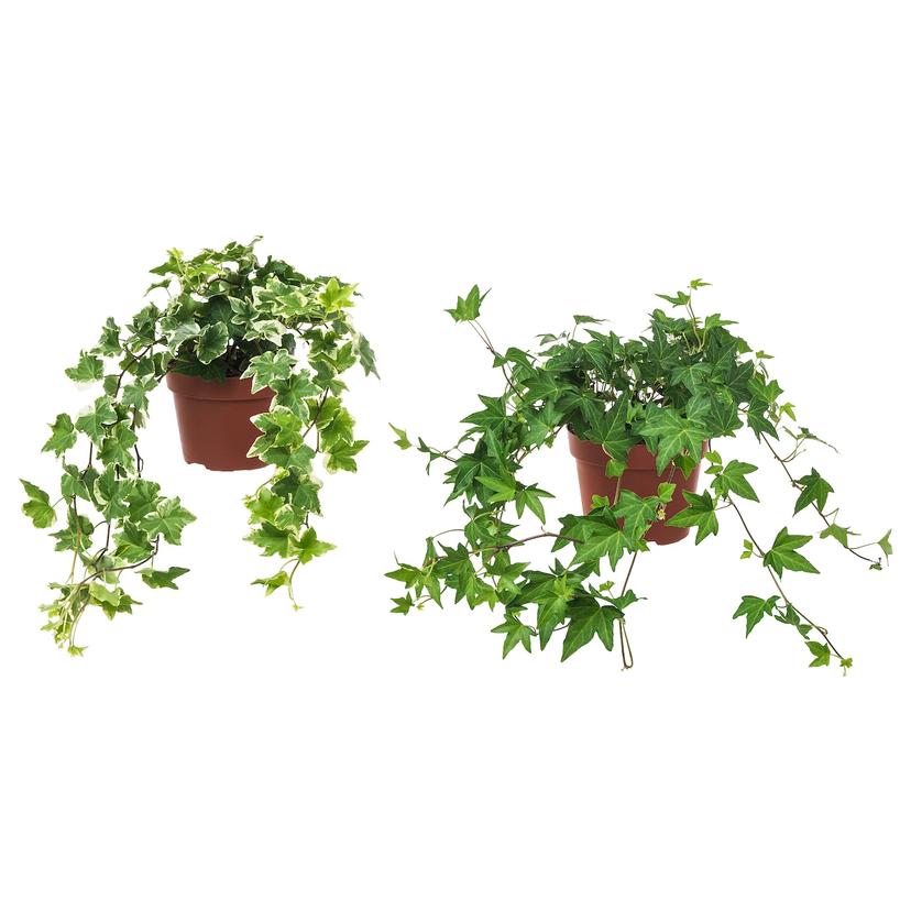 HEDERA HELIX — растение в горшке, Плющ, 13 см
