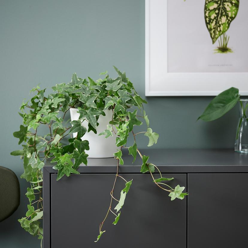 HEDERA HELIX — растение в горшке, Плющ, 13 см