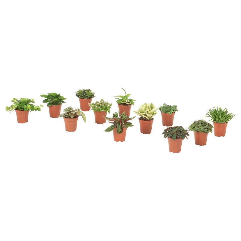 HIMALAYAMIX — растение в горшке, различные растения, 6 см