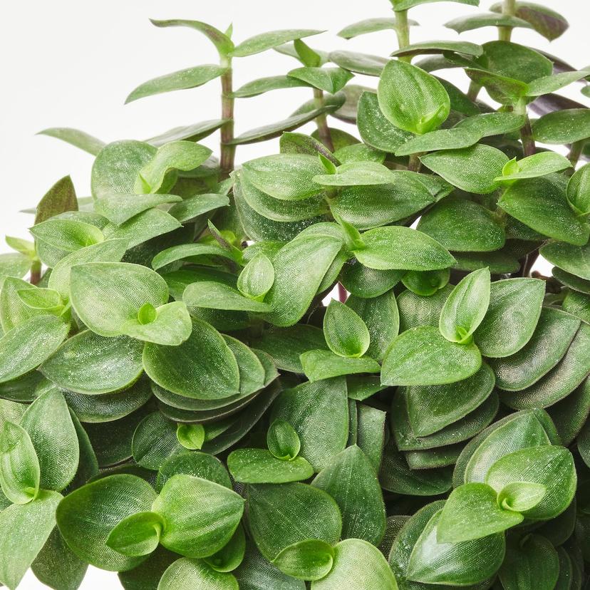 HIMALAYAMIX — Горшечное растение, различные