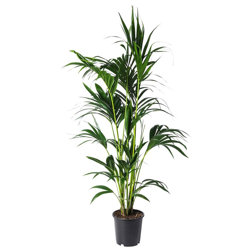 HOWEA FORSTERIANA — растение в горшке, 24 см