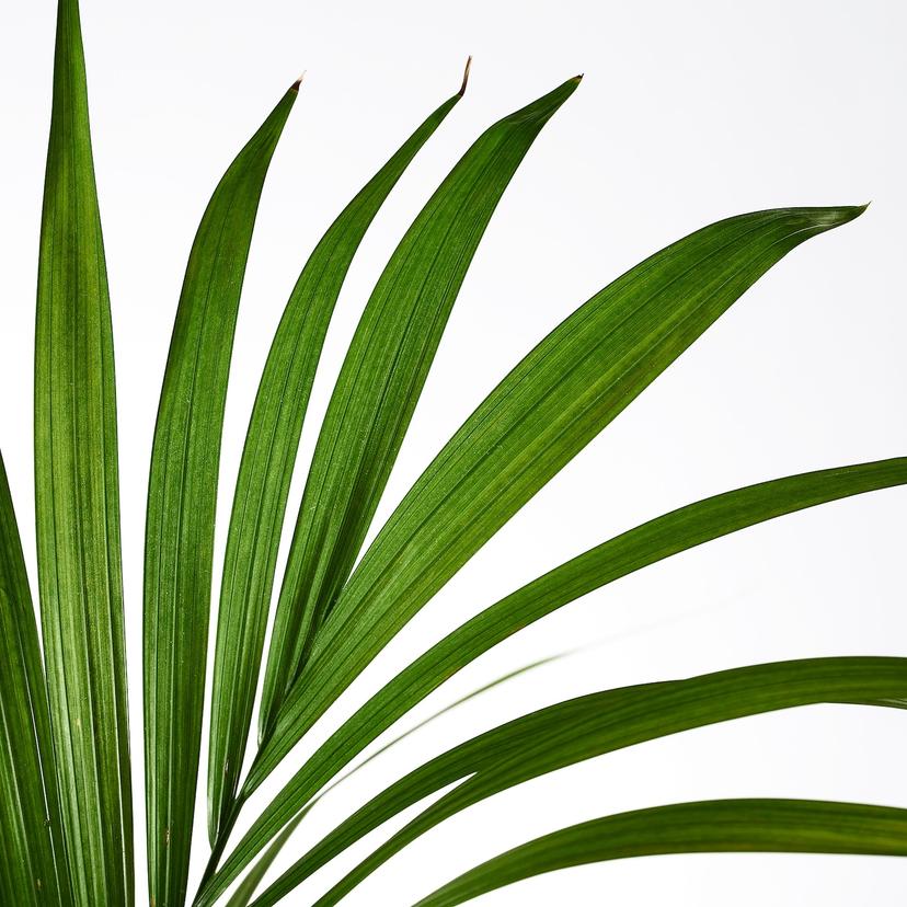 HOWEA FORSTERIANA — растение в горшке, 24 см