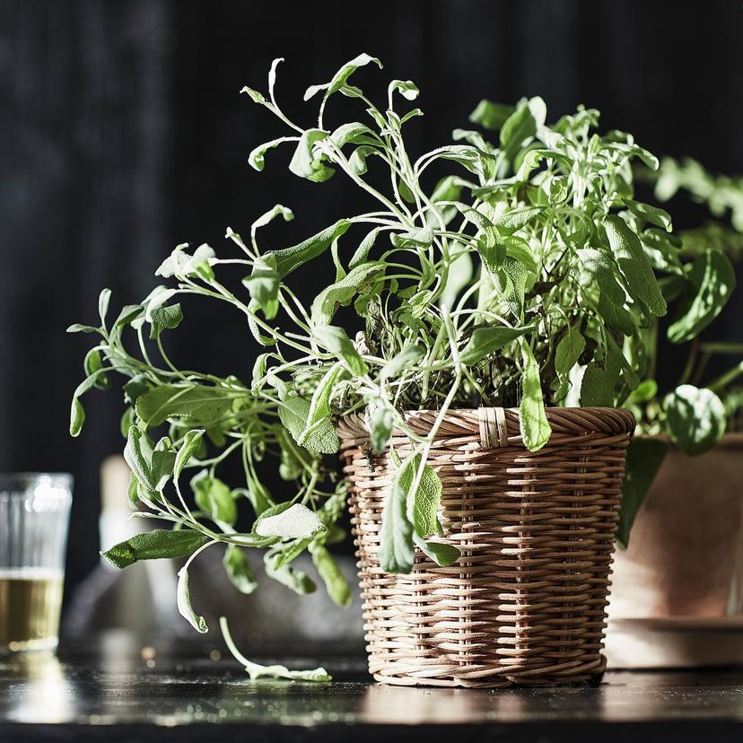 KAKTUSFIKON — кашпо, ротанг, 12 см