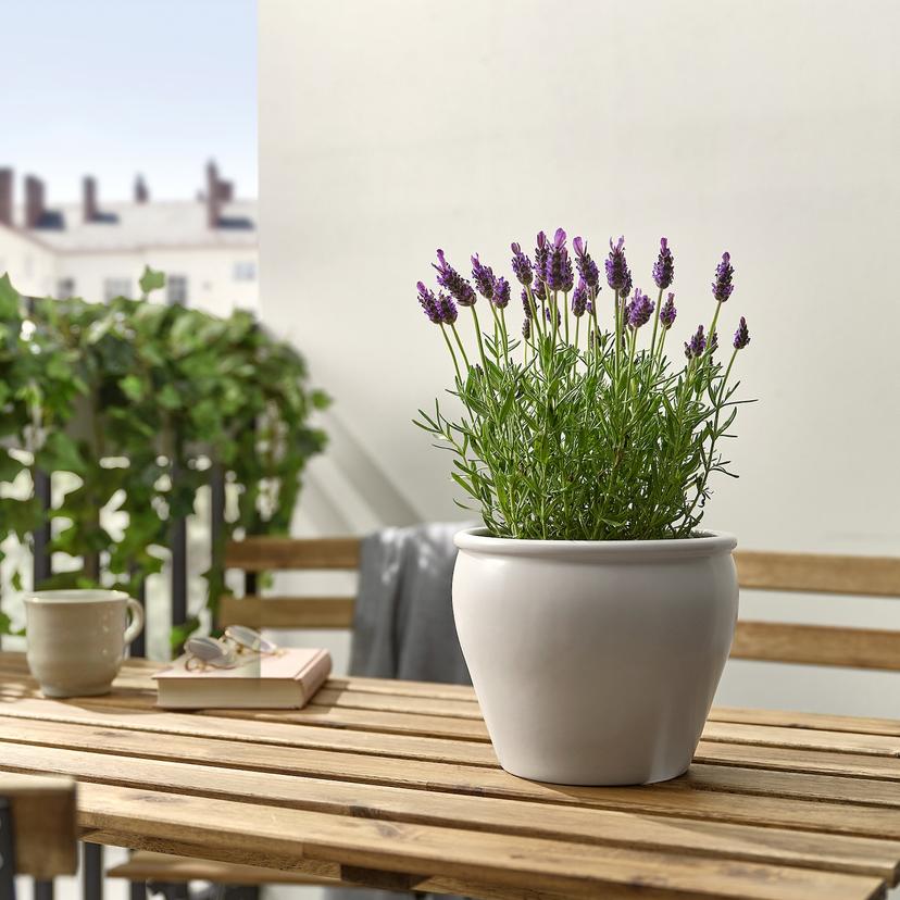 LAVANDULA — Комнатное растение , 12 см
