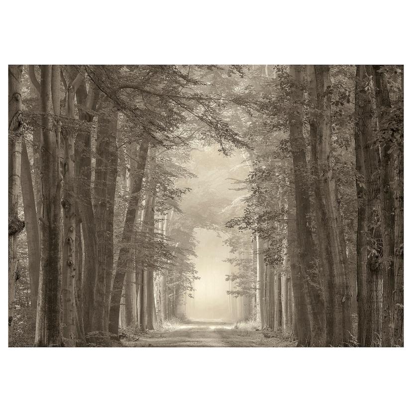 PJÄTTERYD — На фотографии: лесные дороги