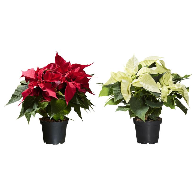 POINSETTIA — Roślina doniczkowa, 13 см