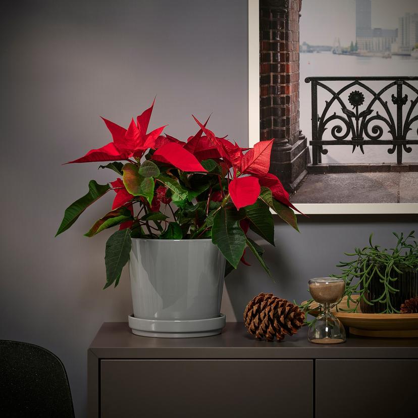 POINSETTIA — Roślina doniczkowa, 13 см