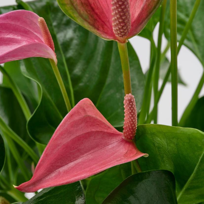 ANTHURIUM — Комнатное растение, антуриум, различные цвета.