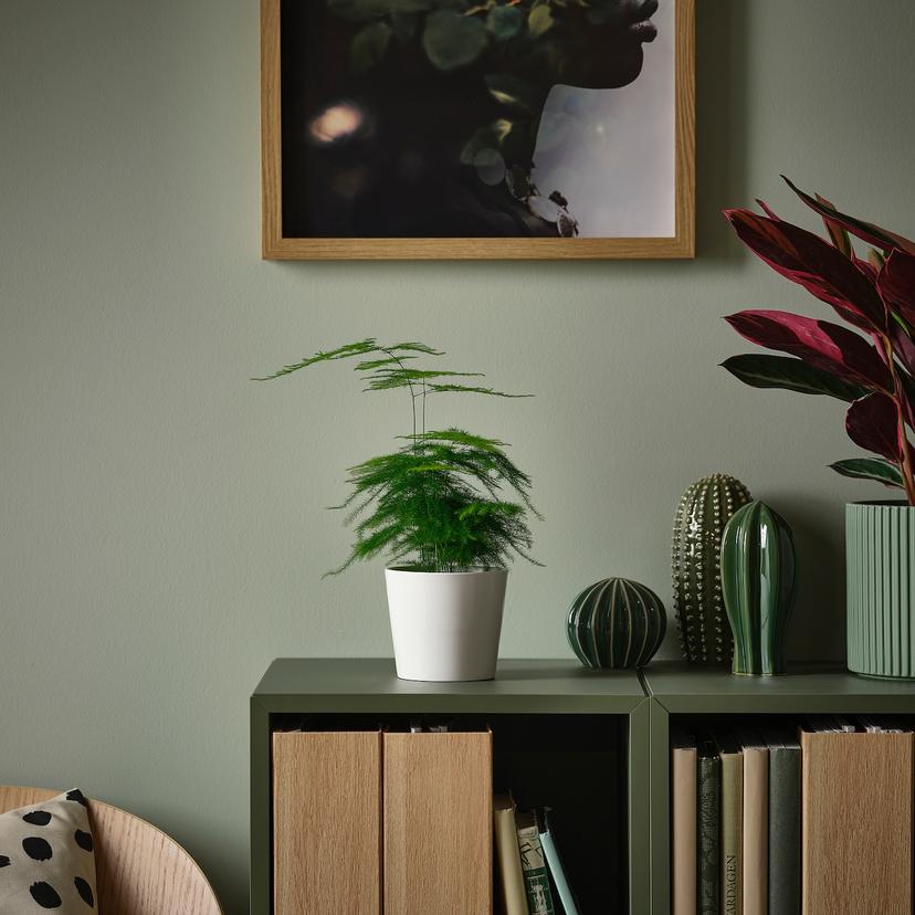 ASPARAGUS SETACEUS — растение в горшке, Кружевной папоротник, 9 см