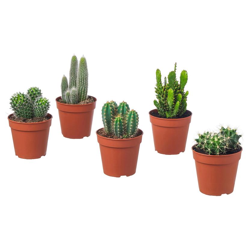 CACTACEAE — растение в горшке, различные растения кактус, 12 см