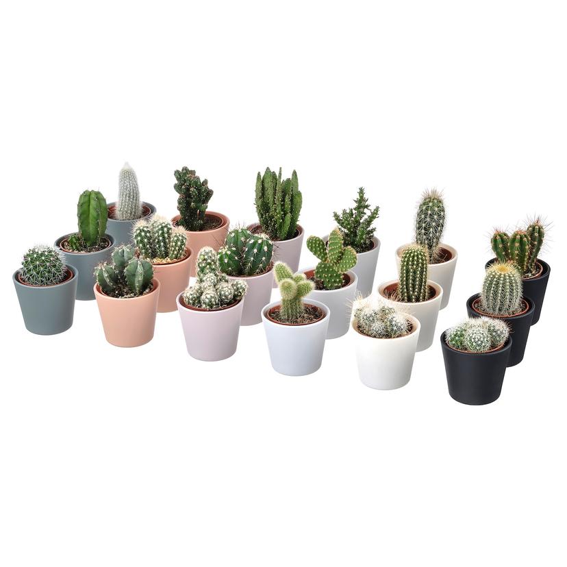CACTACEAE — комнтн раст в горшке, 6 см 3 pack