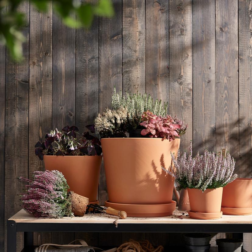 CALLUNA — Комнатное растение , 13 см