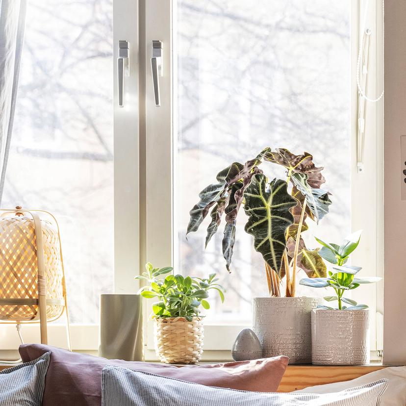 CHIAFRÖN — кашпо, д/дома/улицы белый, 15 см