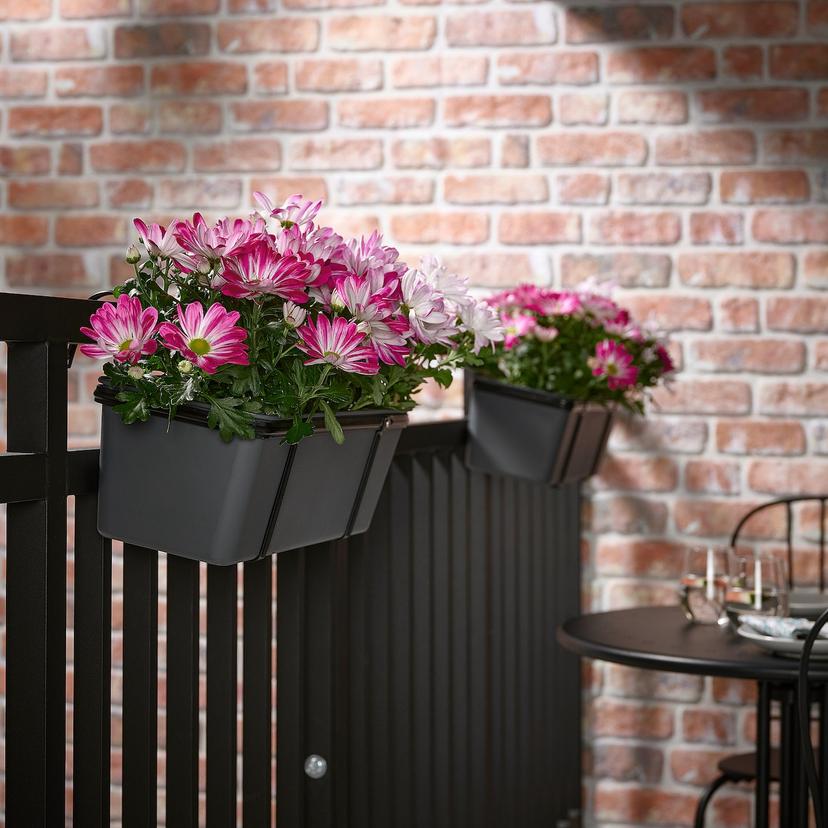 CHRYSANTHEMUM — растение в горшке