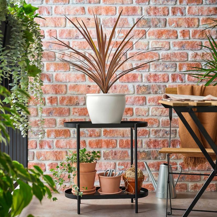 CORDYLINE INDIVISA — Комнатное растение , 17 см