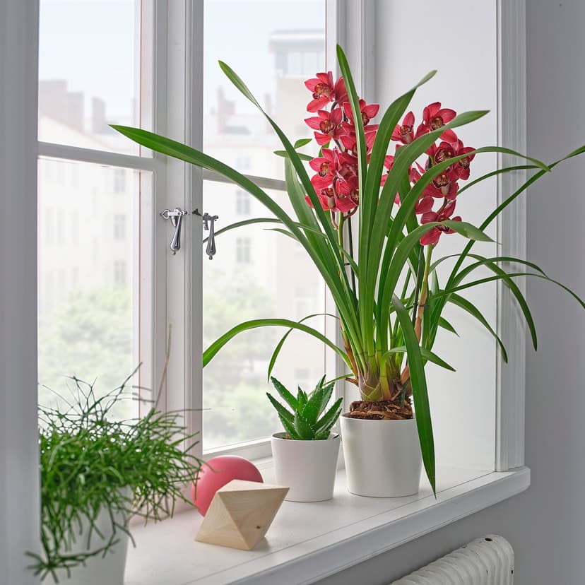 CYMBIDIUM — Roślina doniczkowa, Orchidea różne kolory,