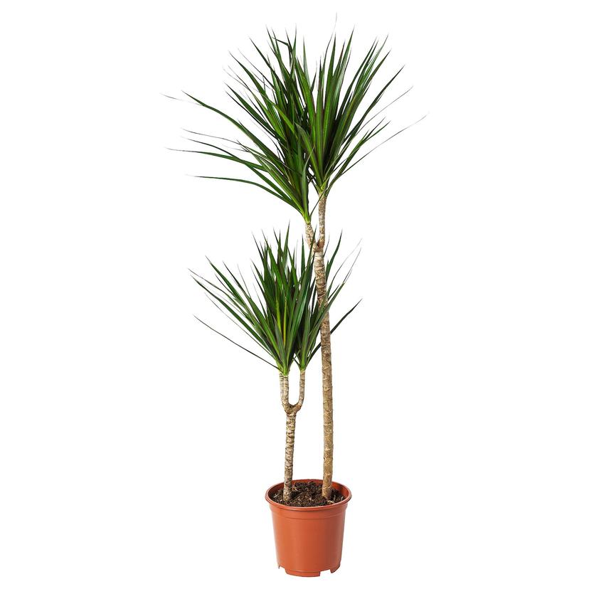DRACAENA MARGINATA — растение в горшке, 19 см