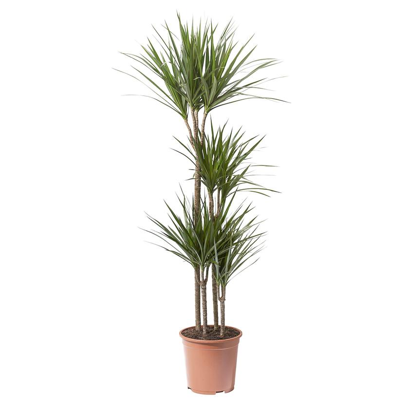 DRACAENA MARGINATA — растение в горшке