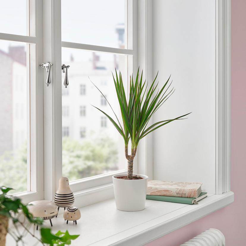 DRACAENA MARGINATA — Комнатное растение , 9 см