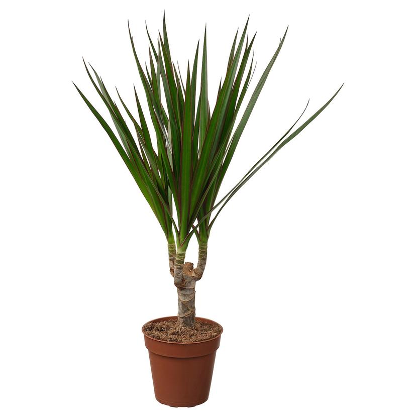 DRACAENA MARGINATA — Комнатное растение , 9 см