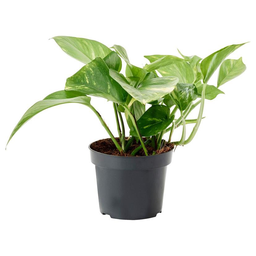 EPIPREMNUM — Комнатное растение , 12 см