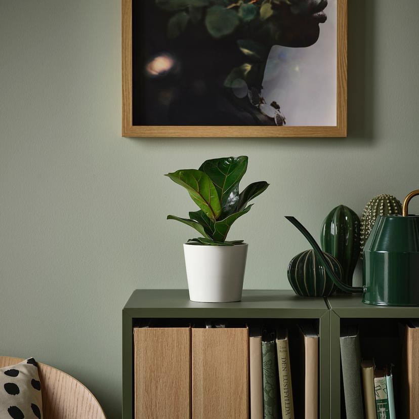 FICUS LYRATA BAMBINO — растение в горшке, фикус лировидный, 9 см