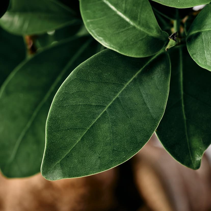 FICUS — комнтн раст в горшке, бонсай разные цвета, 12 см