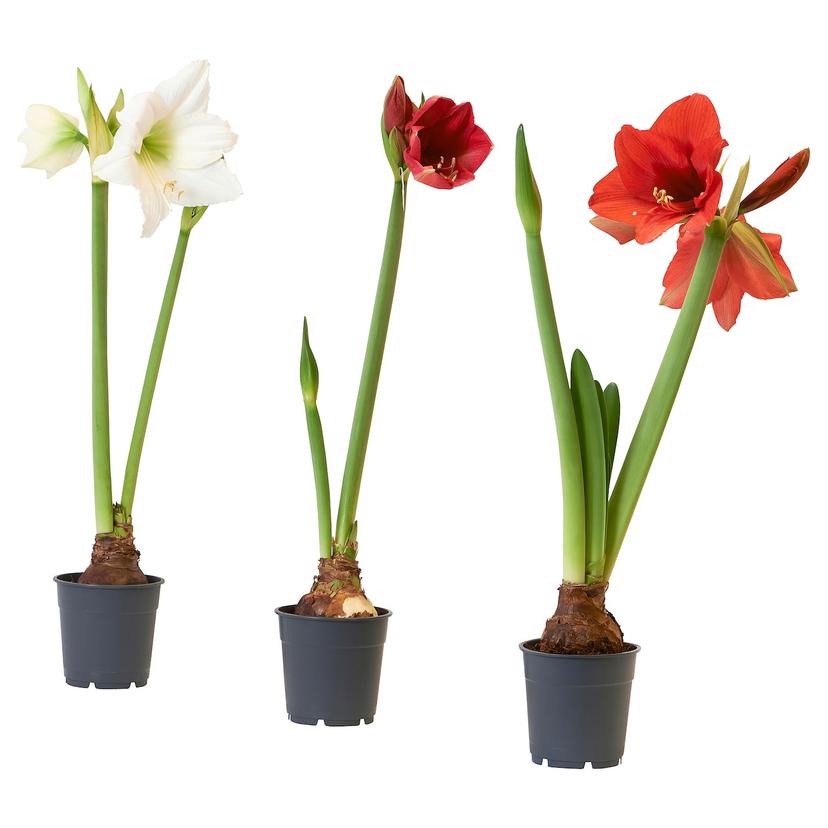 HIPPEASTRUM — Комнатное растение , 13 см