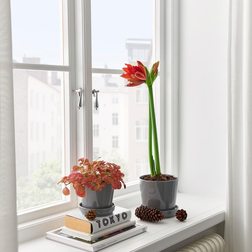 HIPPEASTRUM — Комнатное растение , 13 см