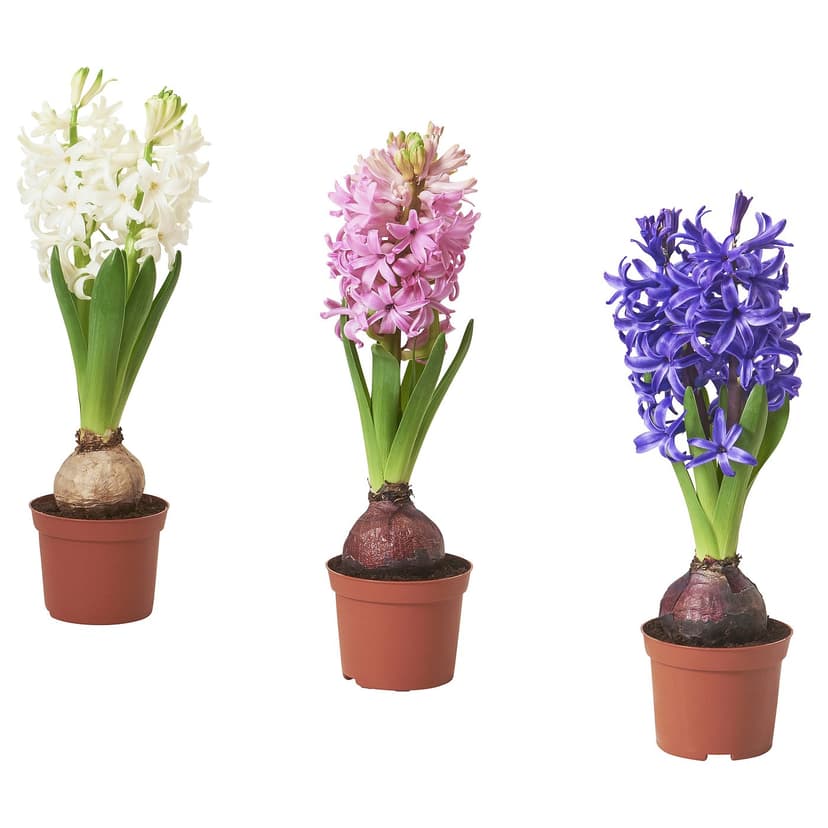 HYACINTHUS — Kwiatek doniczkowy, 1 cebulka, Hiacynt różne kolory,