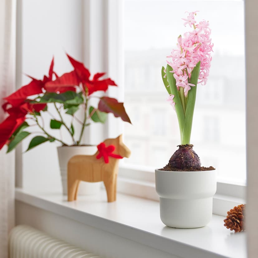 HYACINTHUS — Kwiatek doniczkowy, 1 cebulka, Hiacynt różne kolory,