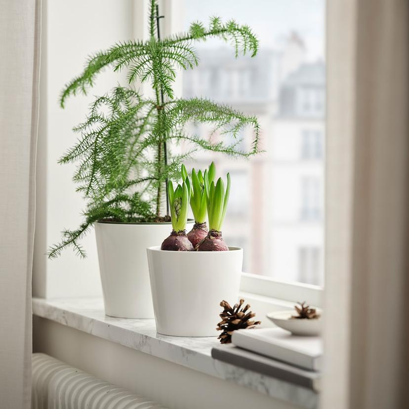 HYACINTHUS — Цветок в горшке, 3 штуки, 12 см