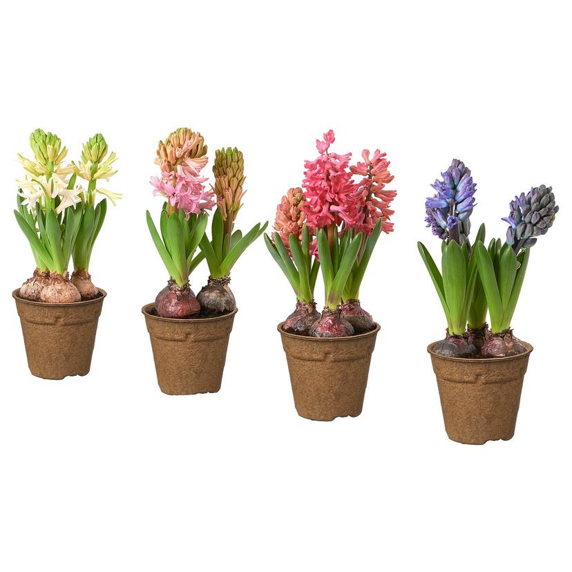 HYACINTHUS — Цветок в горшке, 3 штуки, 12 см