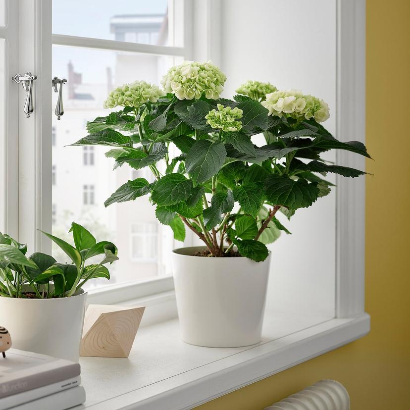 HYDRANGEA — Roślina doniczkowa, Hortensja różne kolory,