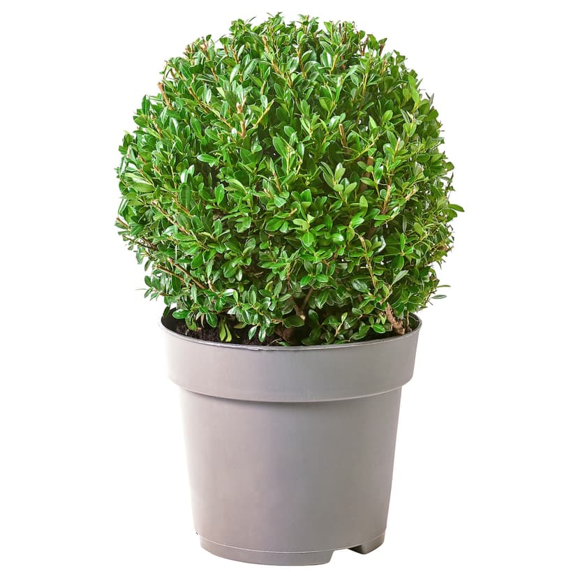 ILEX — Roślina doniczkowa, ostrokrzew bukszpanowy,