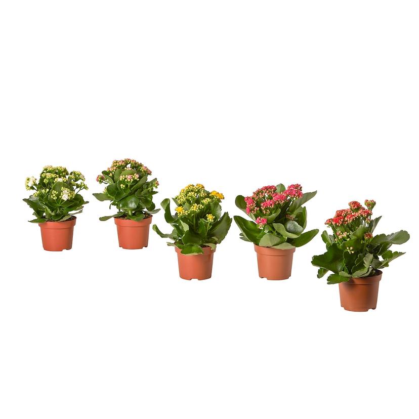 KALANCHOE — растение в горшке, Каланхоэ Блосфельда разные цвета, 10.5 см
