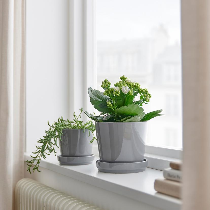KALANCHOE — растение в горшке, Каланхоэ Блосфельда разные цвета, 10.5 см