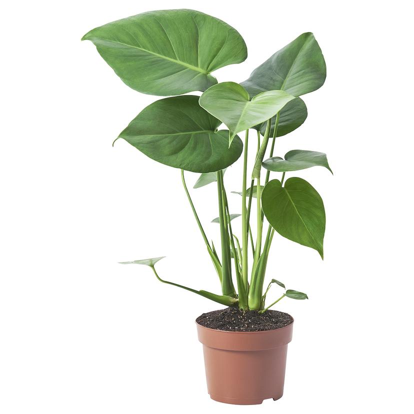 MONSTERA DELICIOSA — растение в горшке, Монстера деликатесная, 12 см