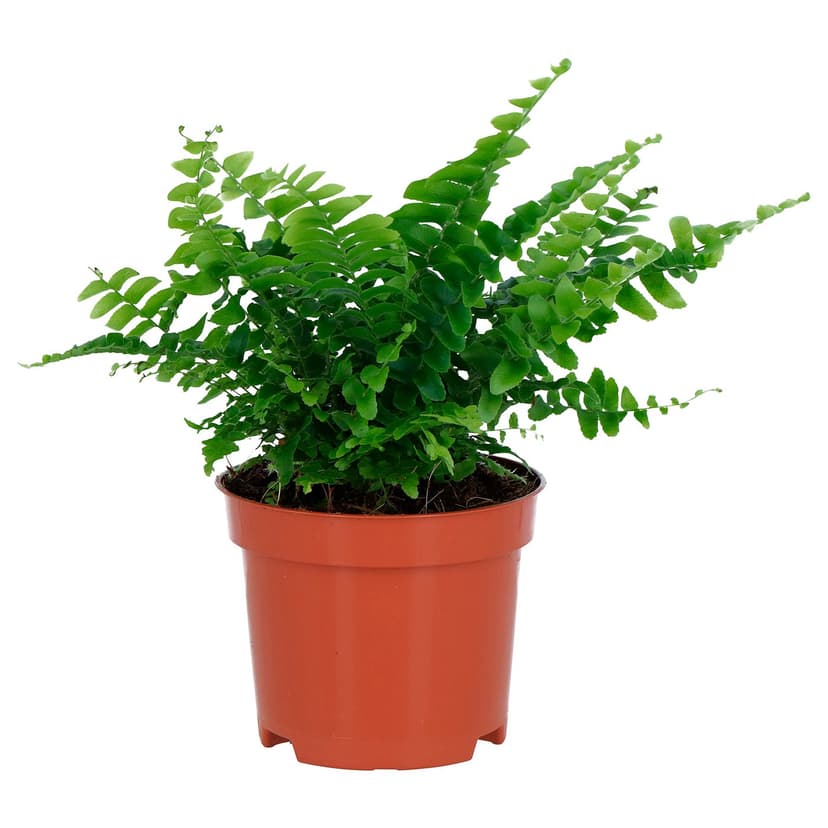NEPHROLEPIS — Roślina doniczkowa, Paproć bostońska,