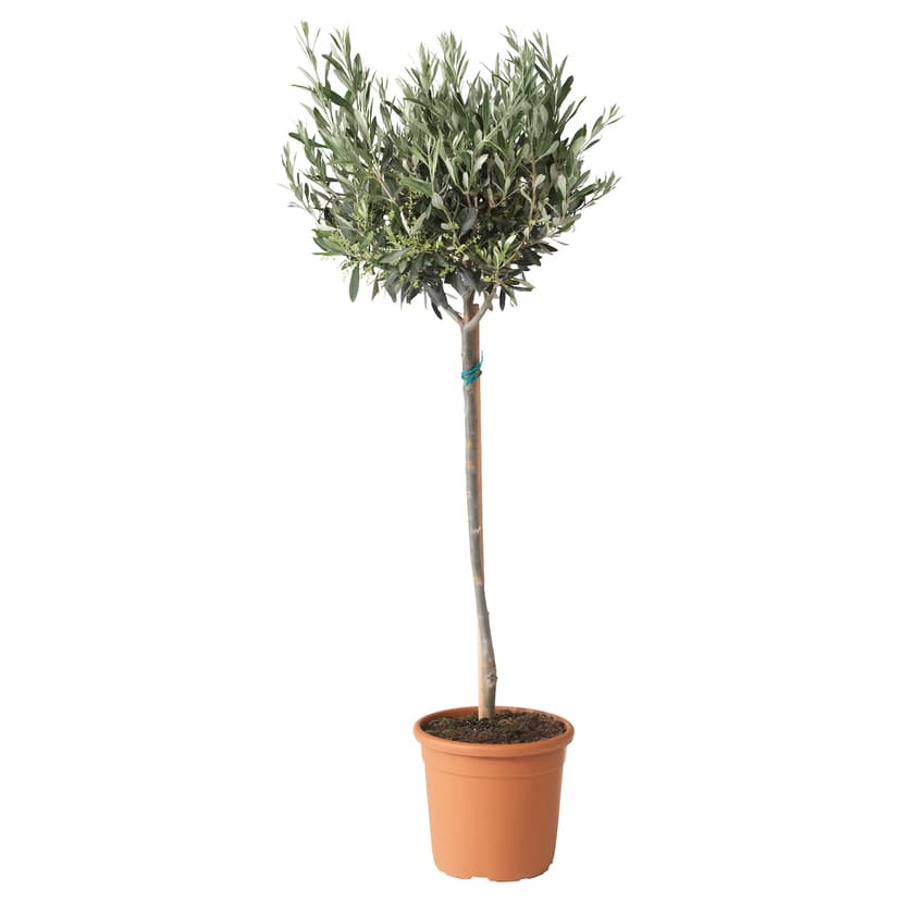 OLEA EUROPAEA — Roślina doniczkowa, Drzewko oliwne/trzon,