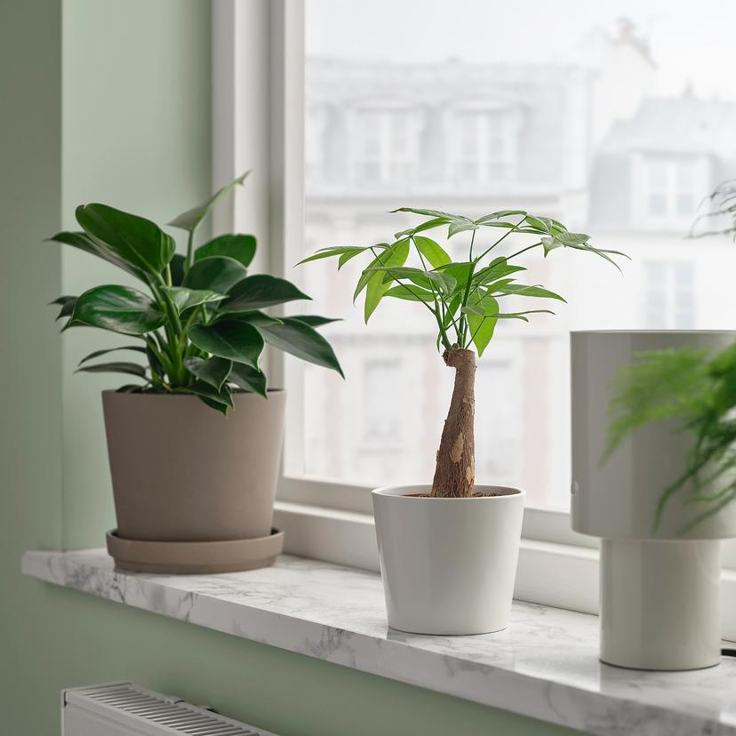 PACHIRA AQUATICA — растение в горшке, Гвинейский каштан, 9 см